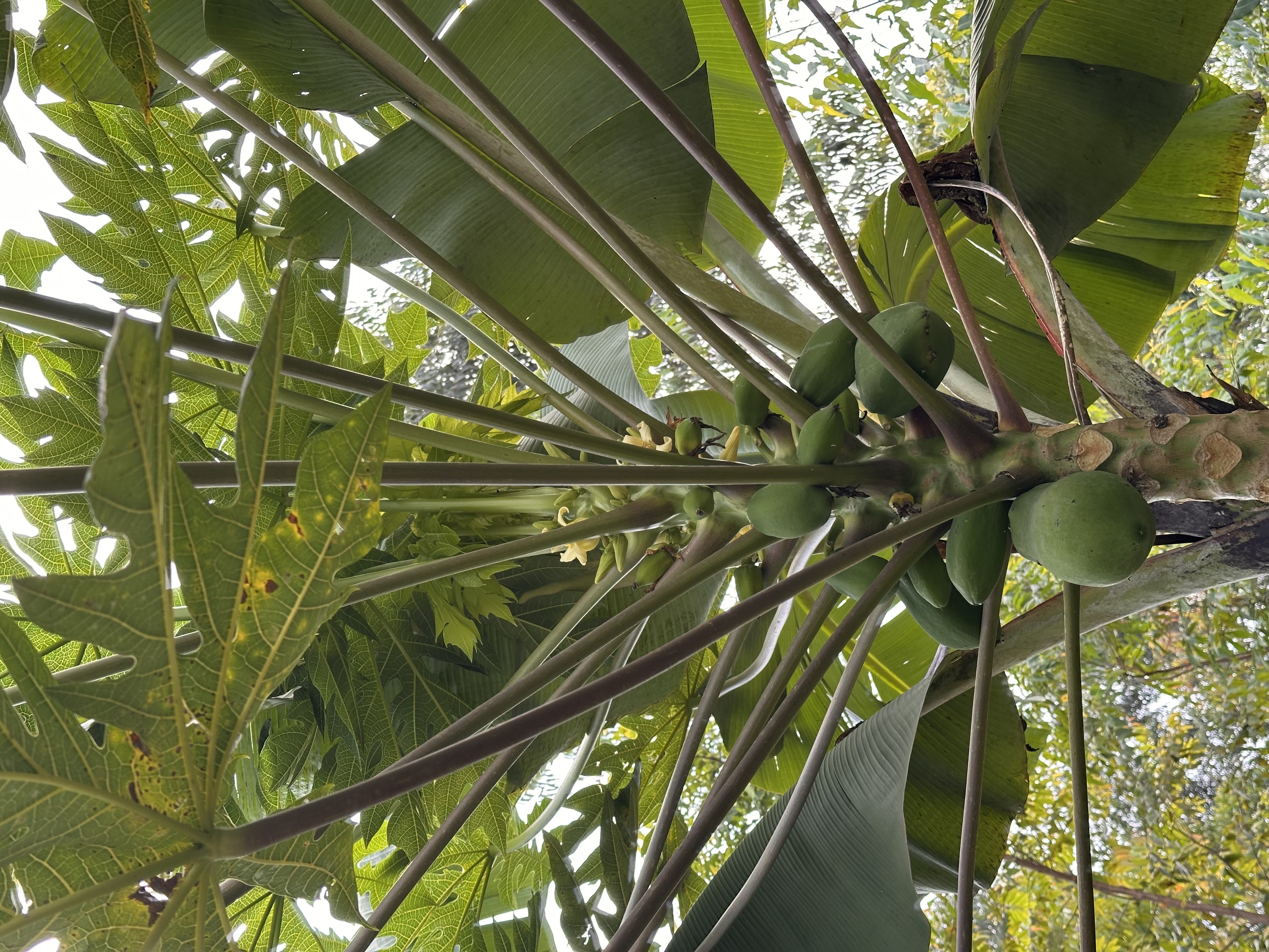 Sustainable Practices